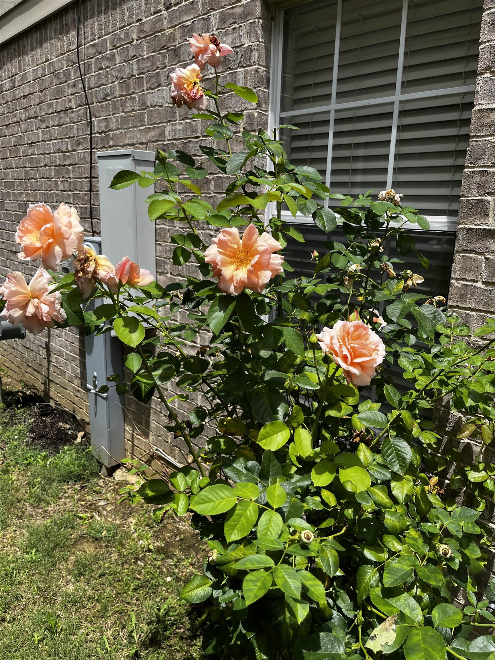 1182 Collierville Arlington Road Collierville, TN 38017 - Photo 27 of 34 a street view