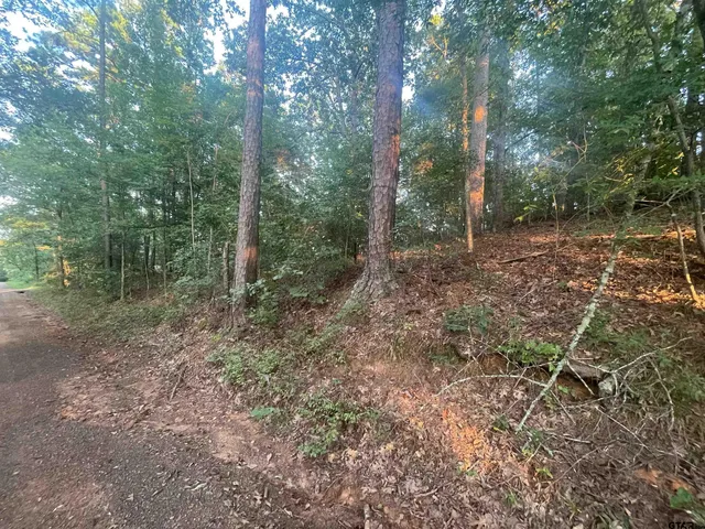 a view of a forest with trees in the background