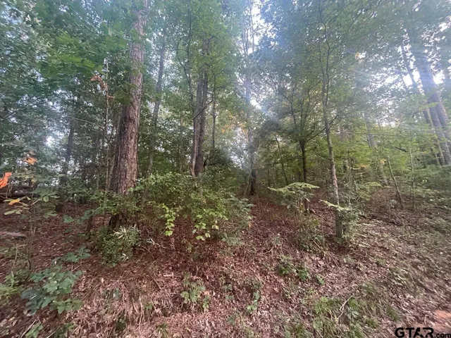 a view of a forest with trees
