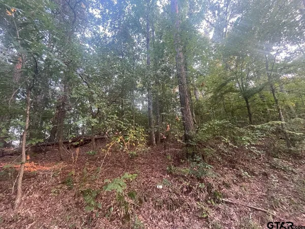 a view of a forest with trees in the background