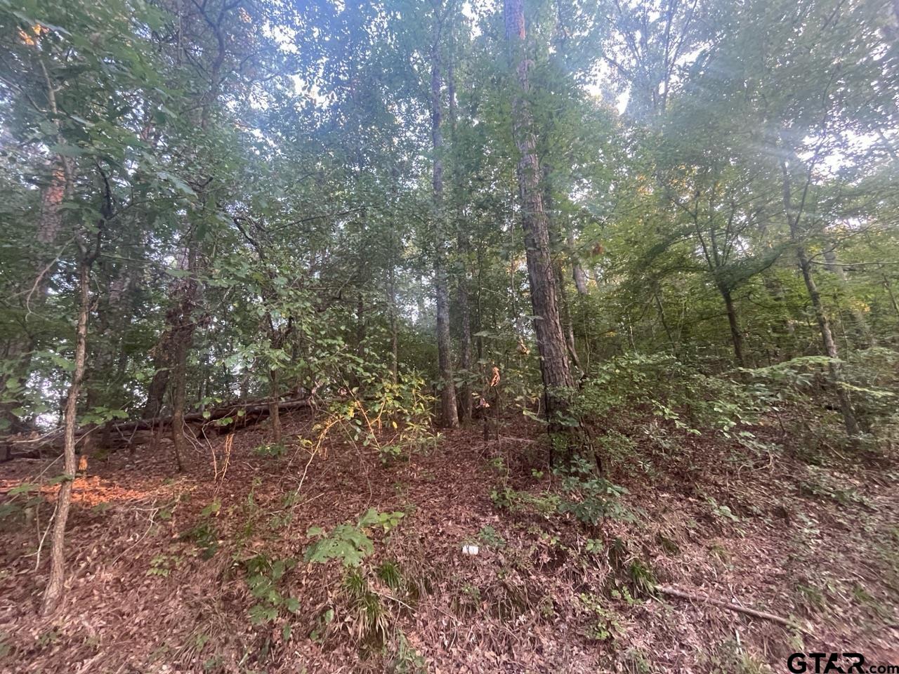 Tbd Corvette Street Ore City, TX 75683 - Photo 12 of 14 a view of a forest with trees in the background