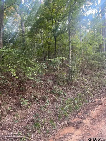 a view of a forest with trees in the background