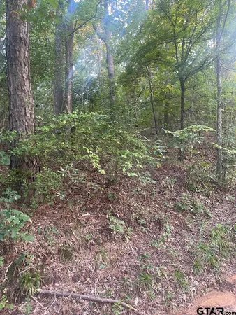 a view of a forest that has large trees