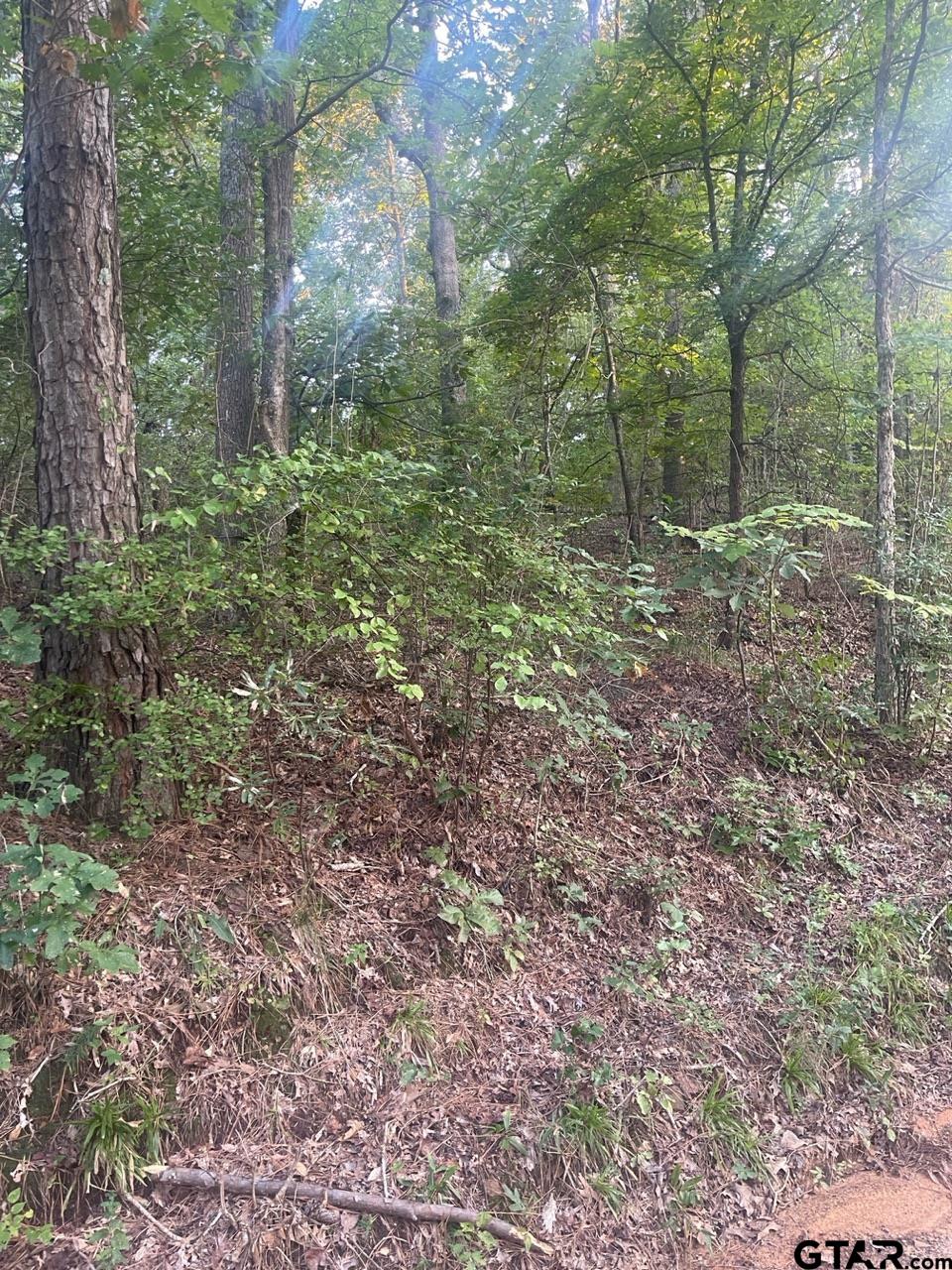 Tbd Corvette Street Ore City, TX 75683 - Photo 3 of 14 a view of a forest that has large trees