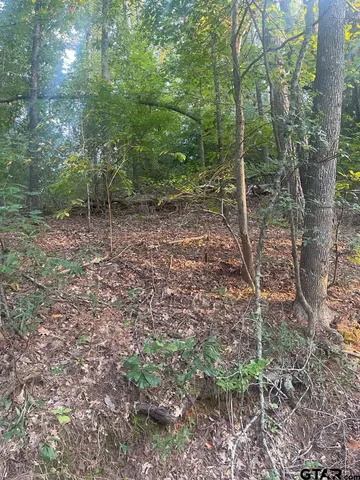 a view of a forest filled with trees