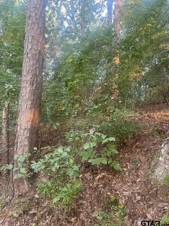 a view of a lush green forest