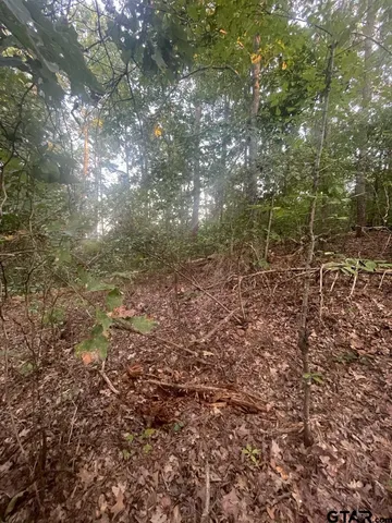 a view of a forest that has a tree