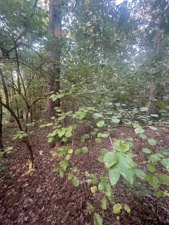 a view of a yard