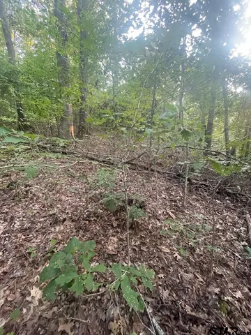 a view of a forest that has large trees