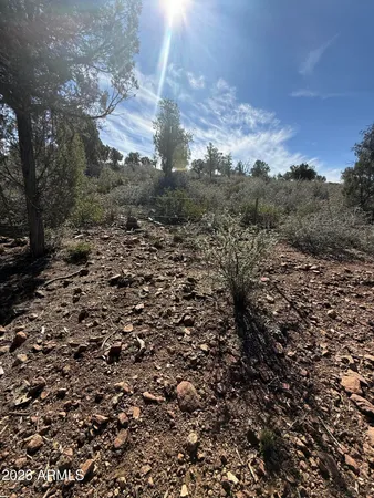 a view of a bunch of trees