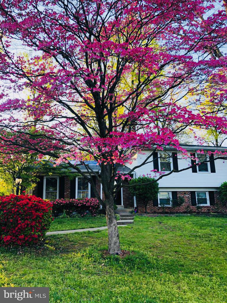 Spring/summer time view of front yard