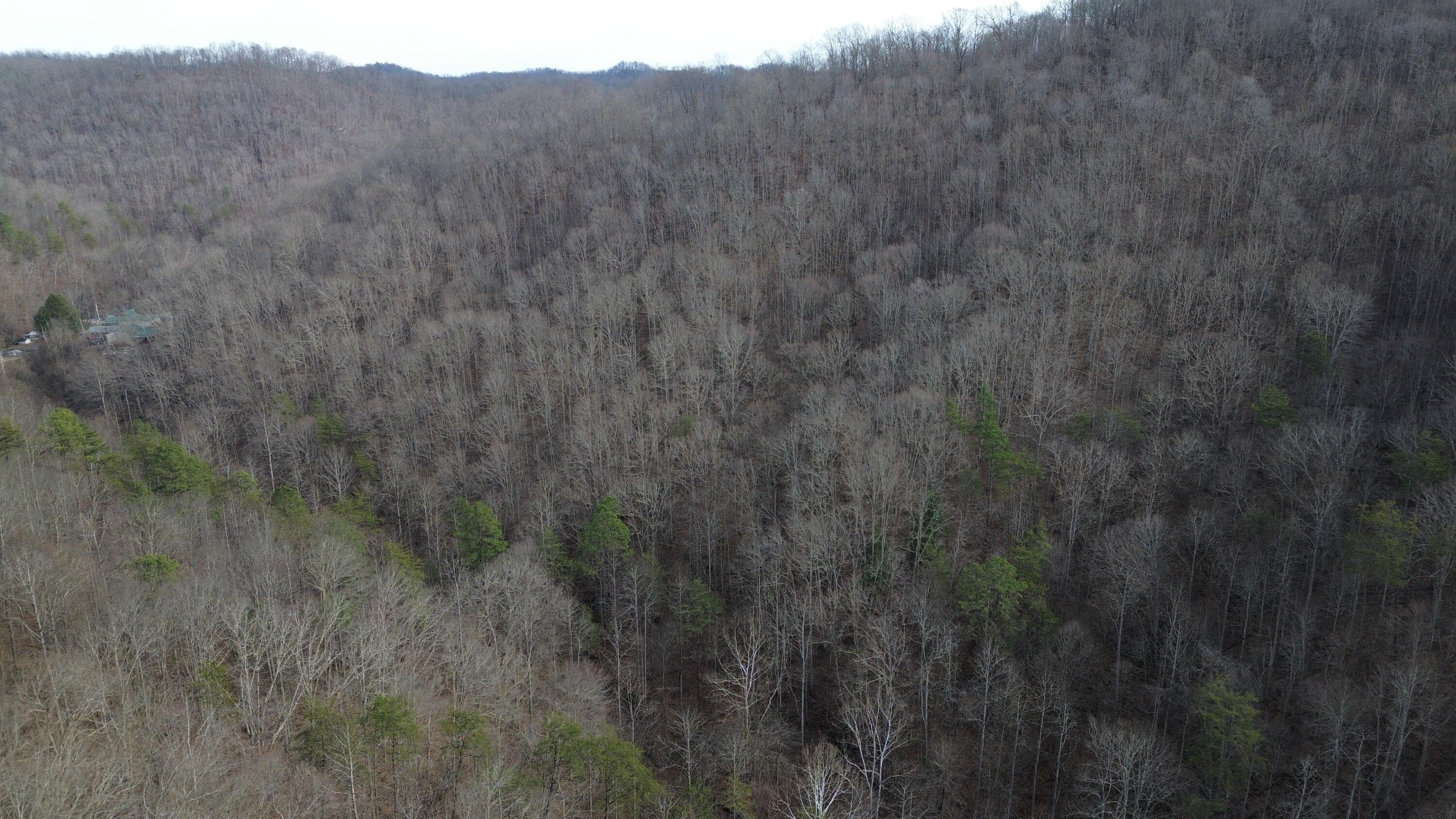 237 A Meat Scaffold Road Jackson, KY 41339 - Photo 21 of 44 Trees