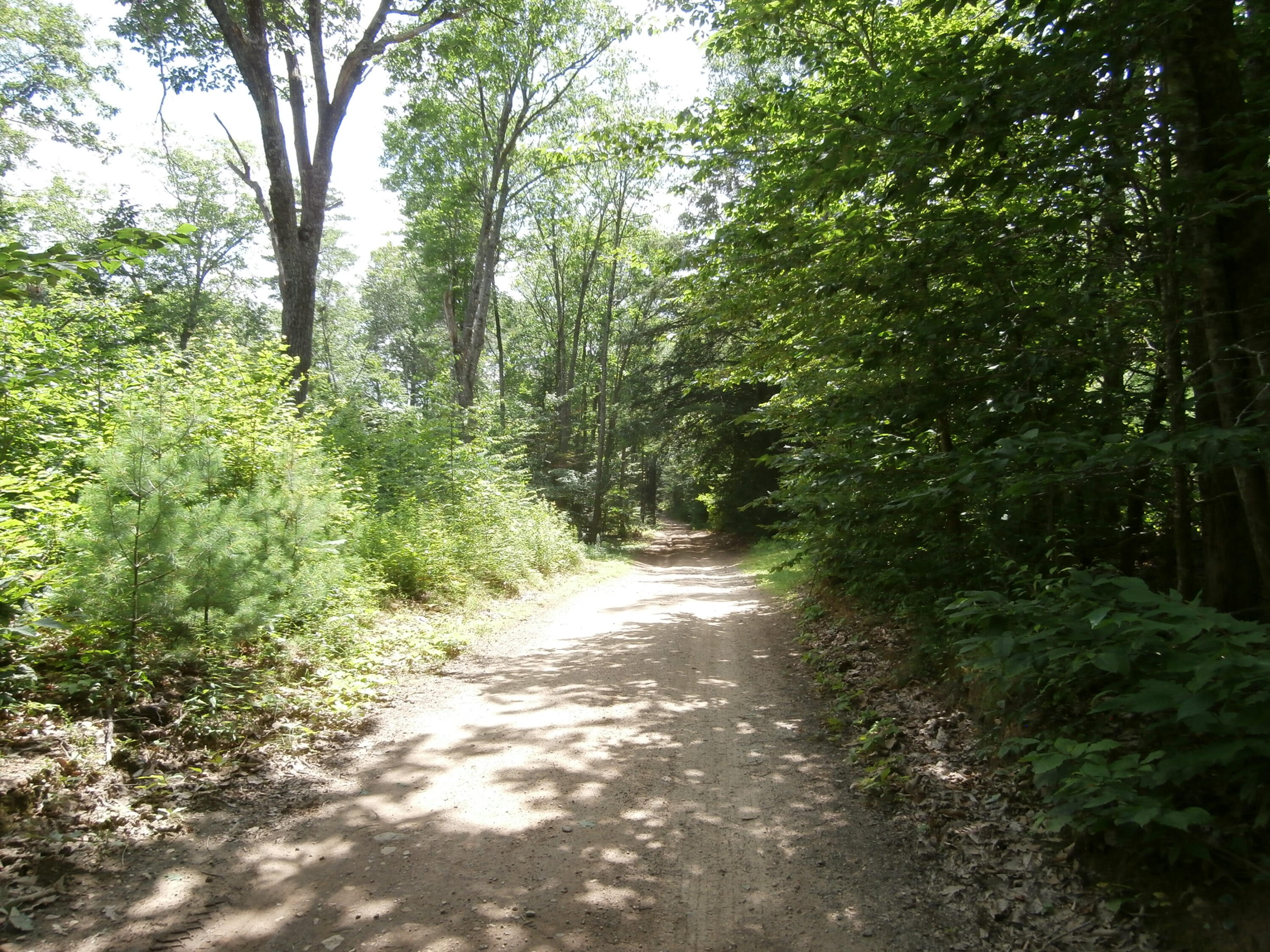 Lot 005 Hebo Hybo Road Acton, ME 04001 - Photo 4 of 5 P1010503