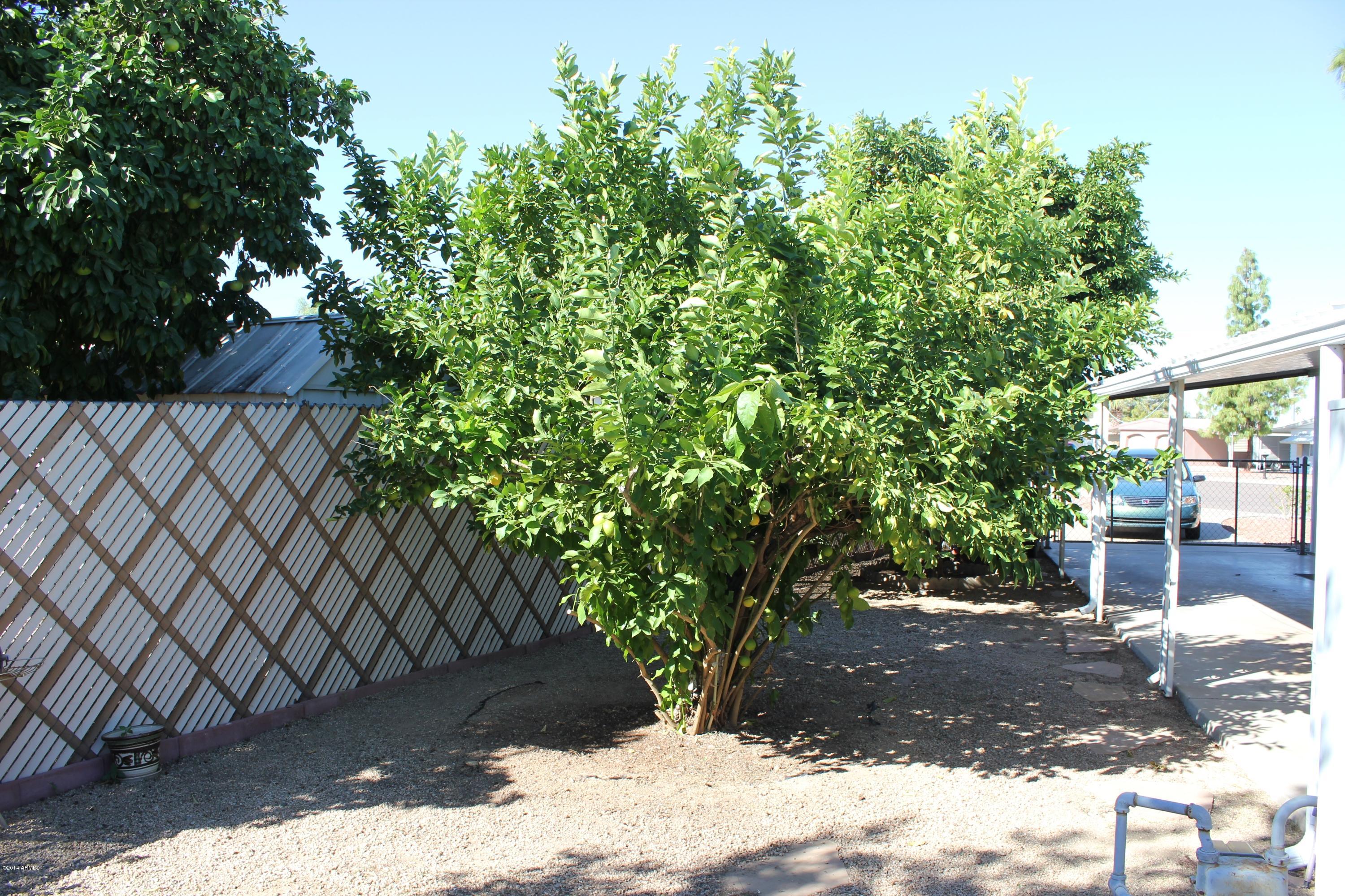 6539 West Hatcher Road Glendale, AZ 85302 - Photo 25 of 33 Lemon trees