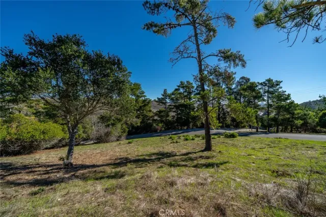 a view of a tree in a yard