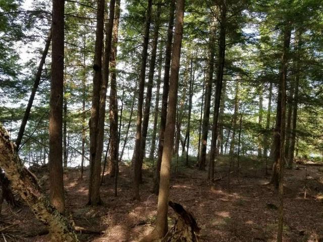 Lot 12 Quiet Harbor Road Mount Vernon, ME 04352 - Photo 5 of 5 Kaivis-woods
