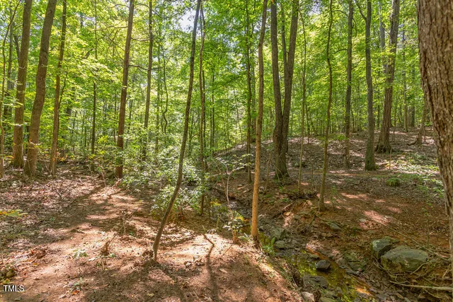 a view of the forest