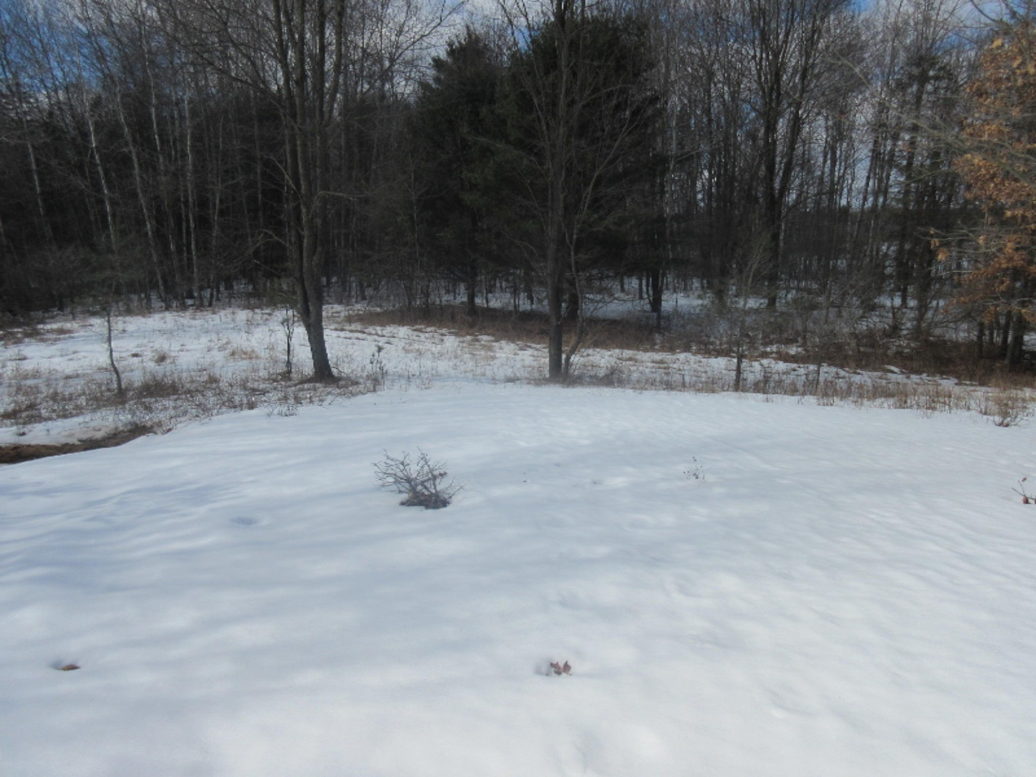 39 Pierce Road Stanwood, MI 49346 - Photo 21 of 27 IMG_5659