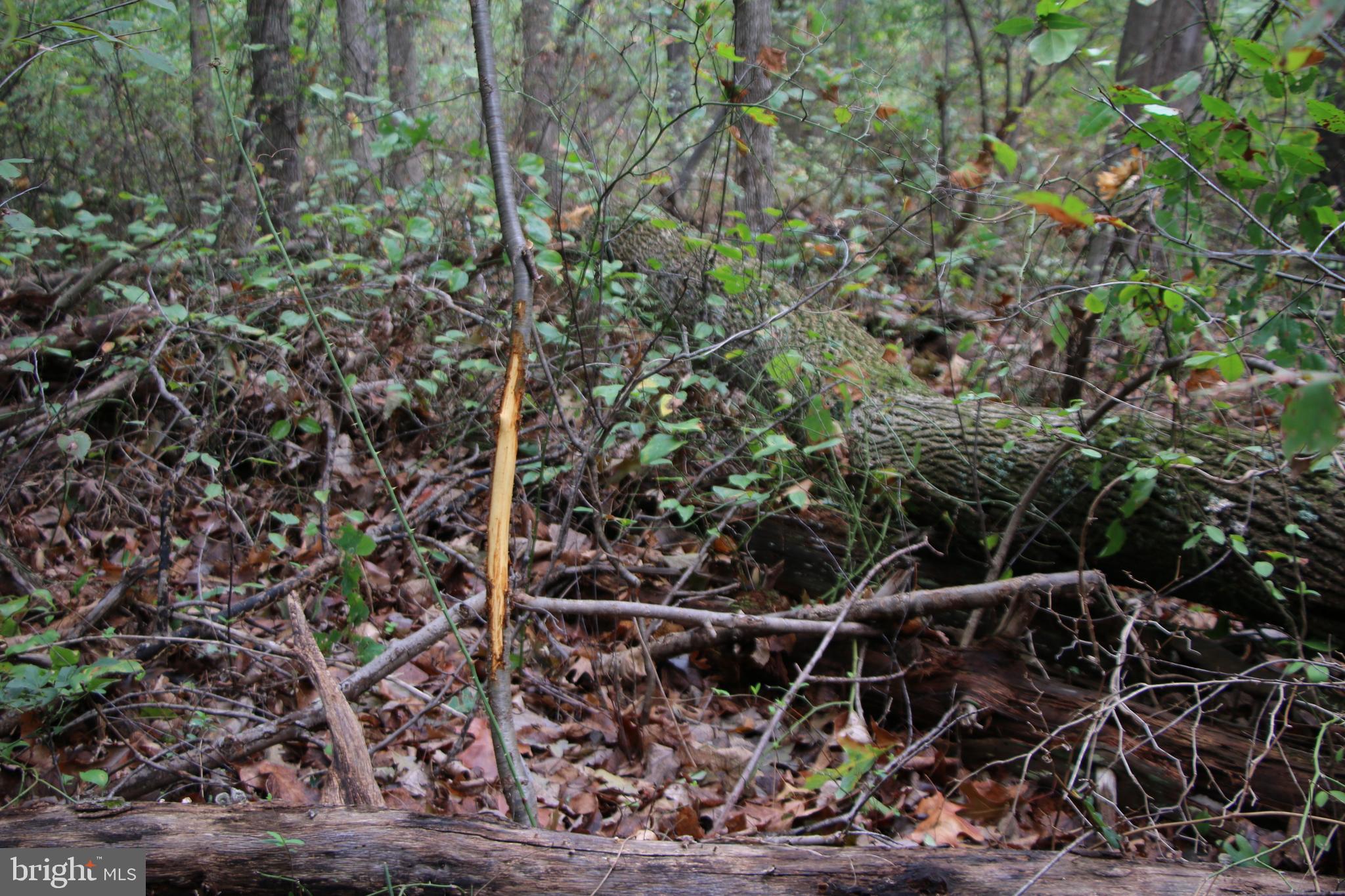 0 Hunter Road Maurertown, VA 22644 - Photo 11 of 19