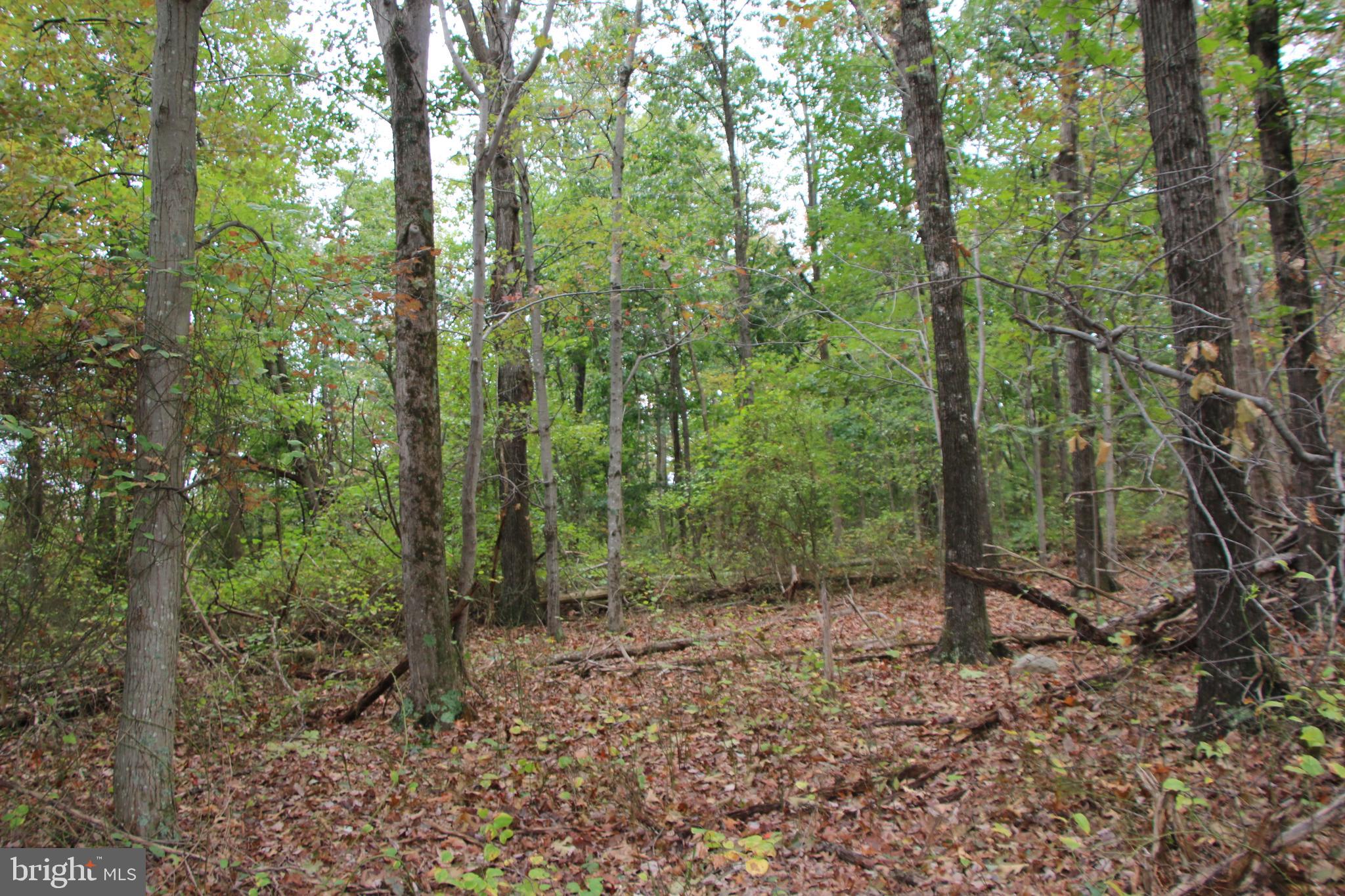 0 Hunter Road Maurertown, VA 22644 - Photo 12 of 19