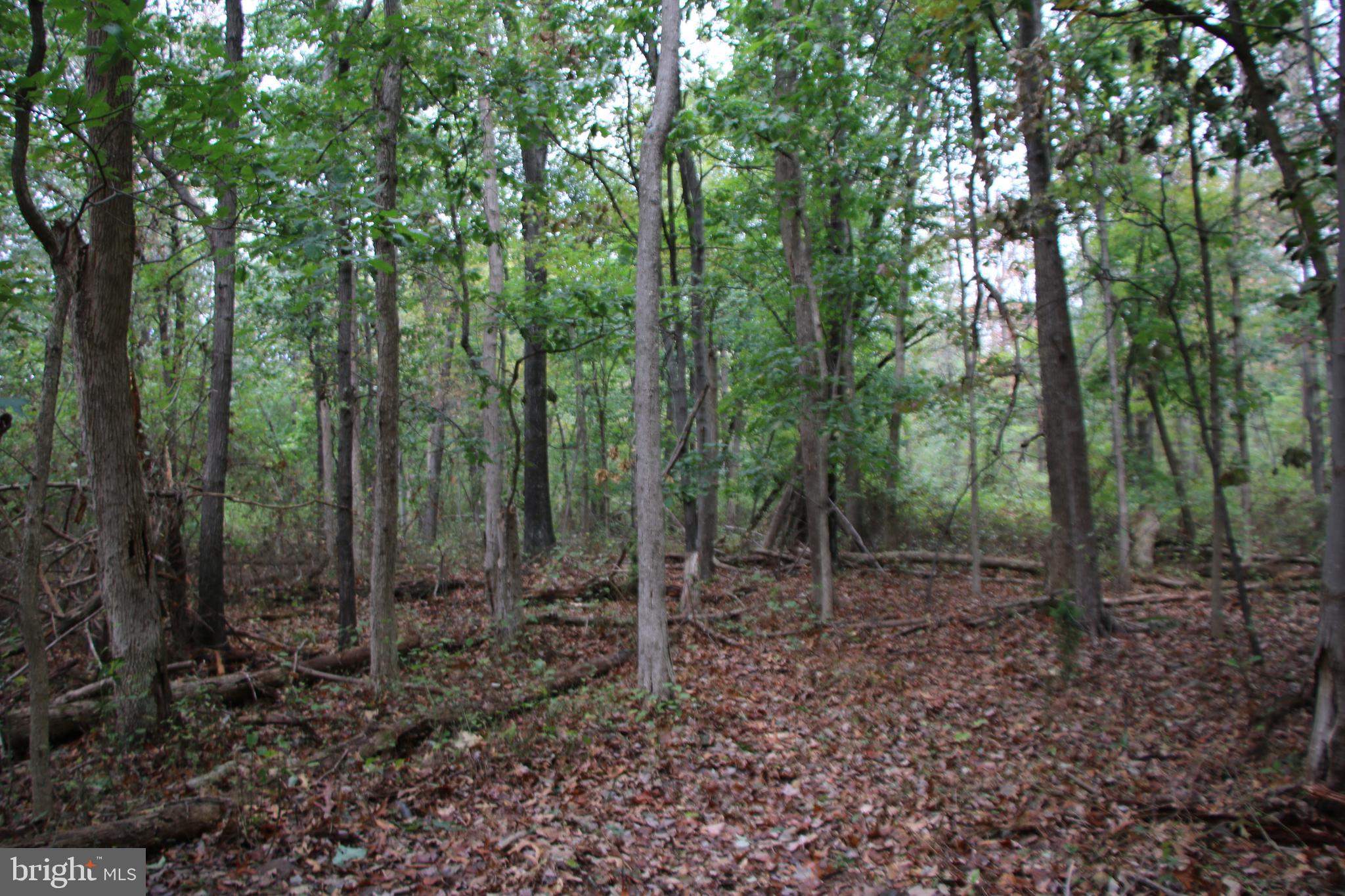 0 Hunter Road Maurertown, VA 22644 - Photo 13 of 19