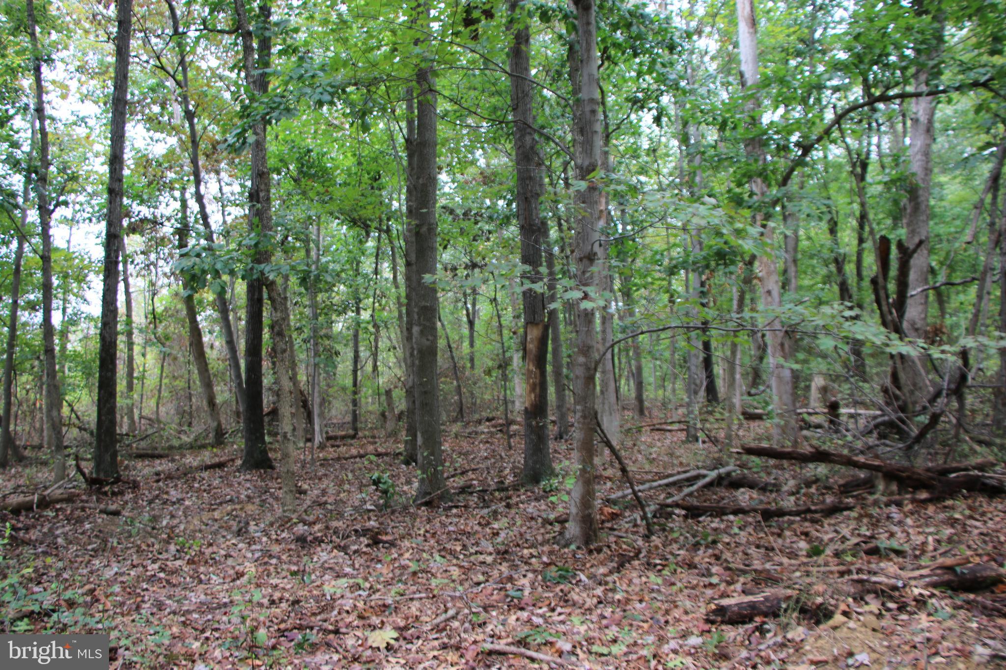 0 Hunter Road Maurertown, VA 22644 - Photo 5 of 19