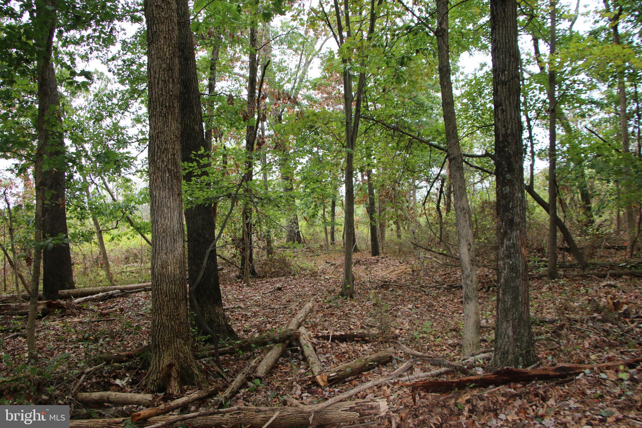 0 Hunter Road Maurertown, VA 22644 - Photo 8 of 19