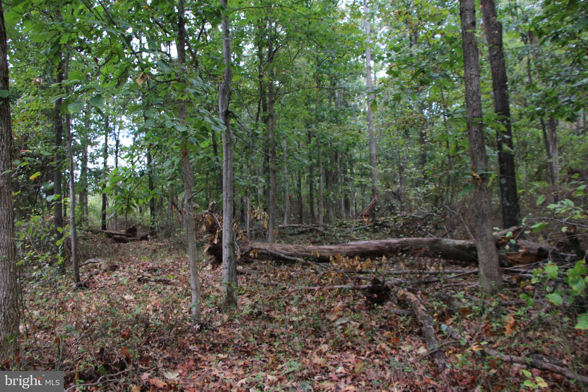 0 Hunter Road Maurertown, VA 22644 - Photo 10 of 19