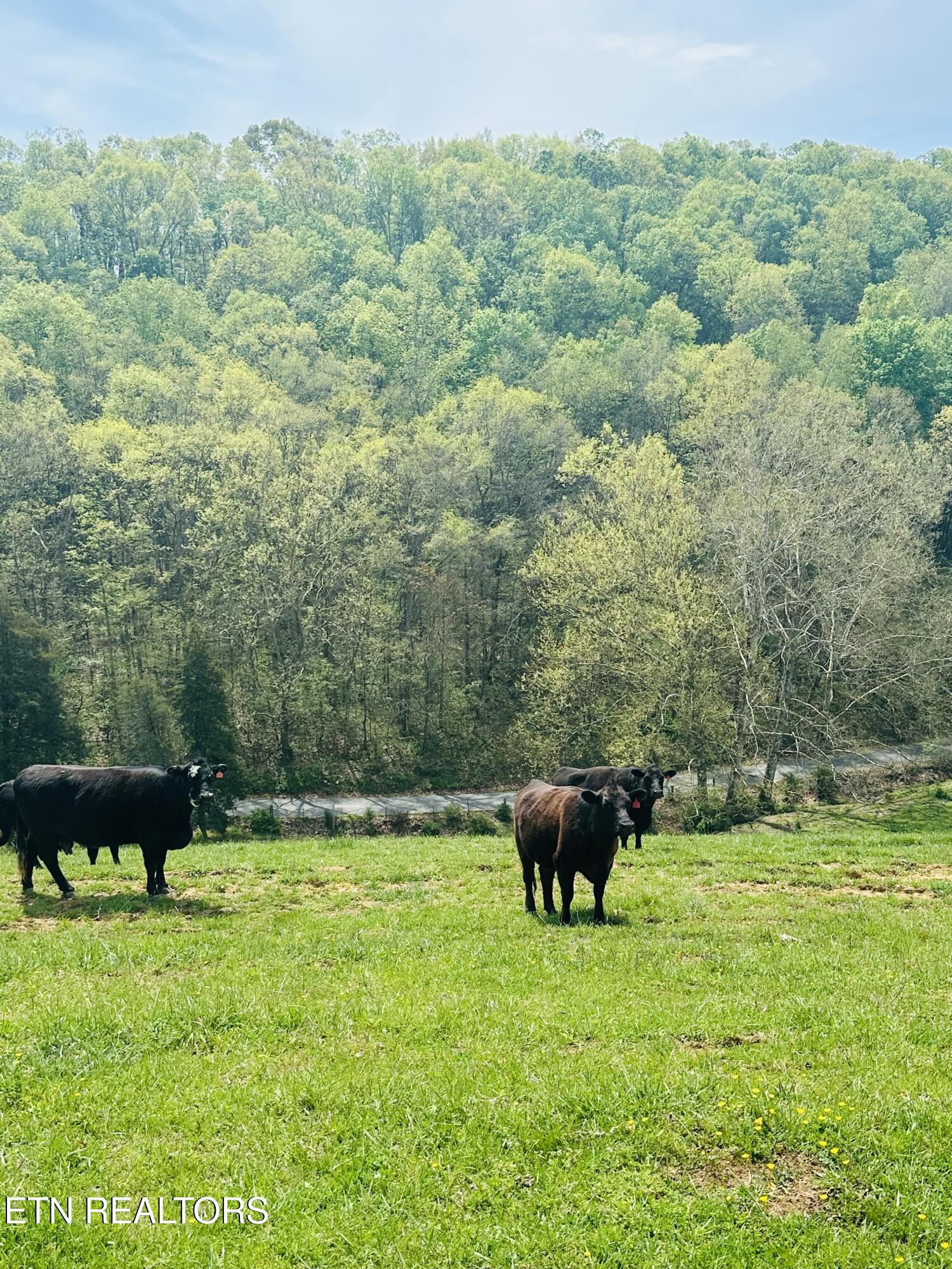 515 Barkley Road Greeneville, TN 37745 - Photo 7 of 27 IMG_6123