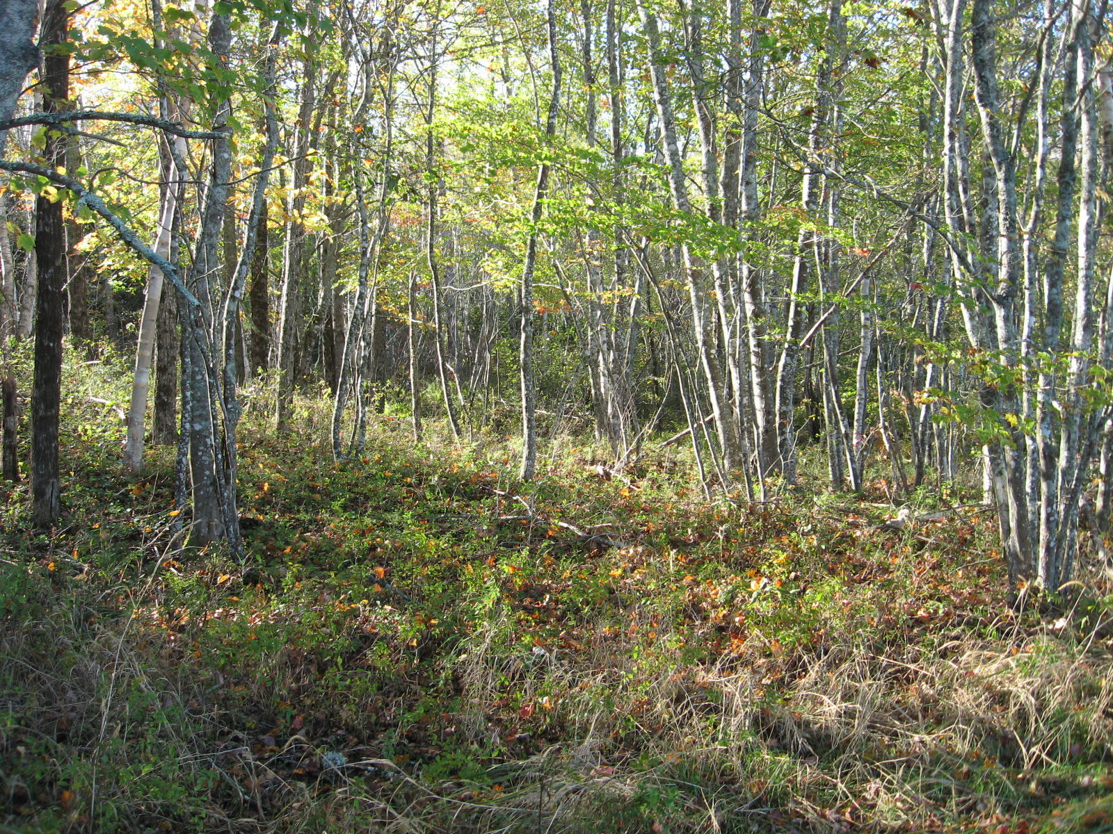 120 Wescogus Road Addison, ME 04606 - Photo 14 of 17 IMG_0014