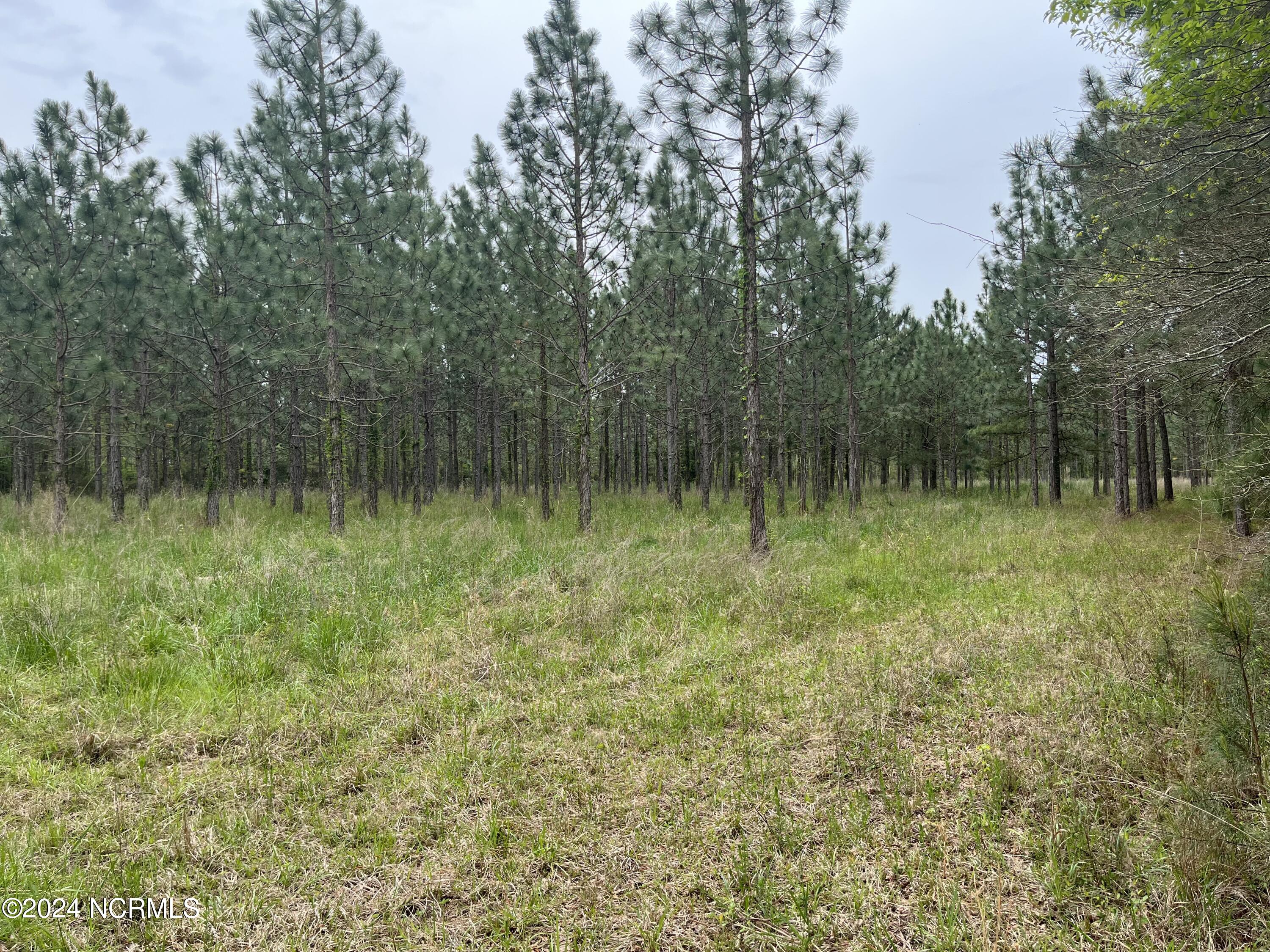 281 Rance Buck Road Vanceboro, NC 28586 - Photo 11 of 13 IMG_0290