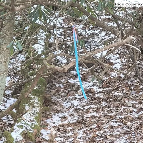 a view of a yard with trees