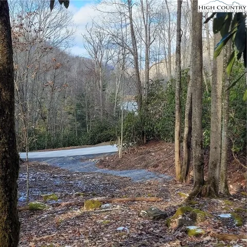 a view of a yard with plants and large trees