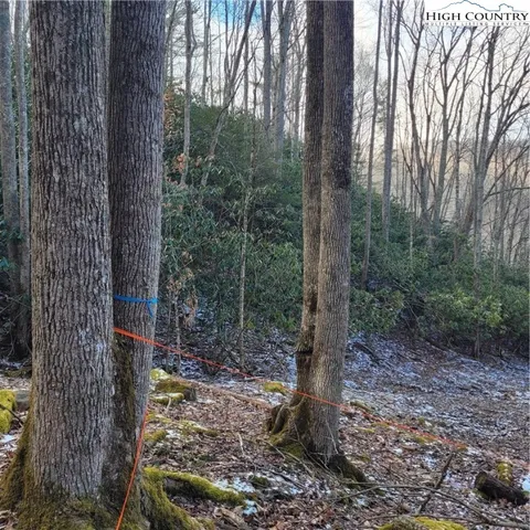 a view of a backyard with large trees