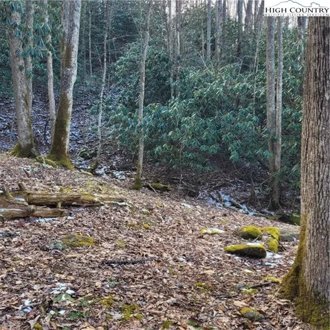 a view of a forest filled with trees