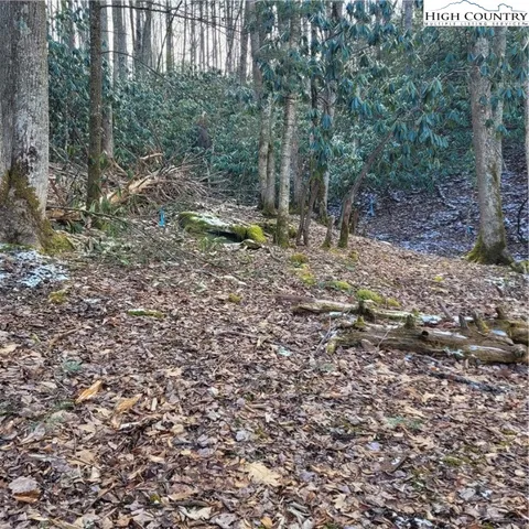 a view of a forest filled with trees