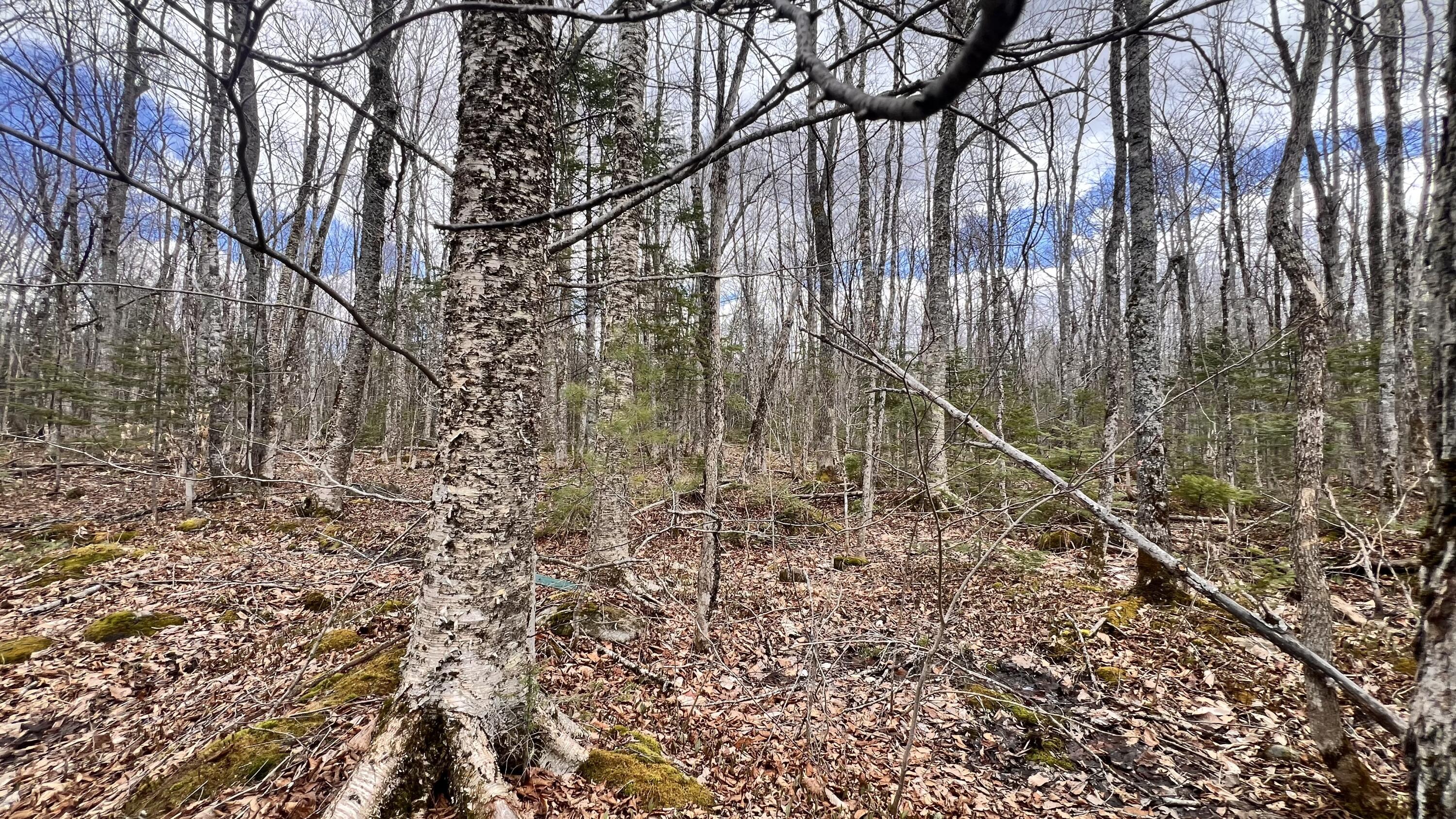 105 Hatch Hill Road Garland, ME 04939 - Photo 20 of 24 IMG_7666