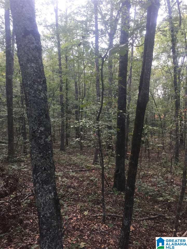 241 Sulphur Springs Road, Unit 9 89 ACRES Lincoln, AL 35096 - Photo 16 of 44