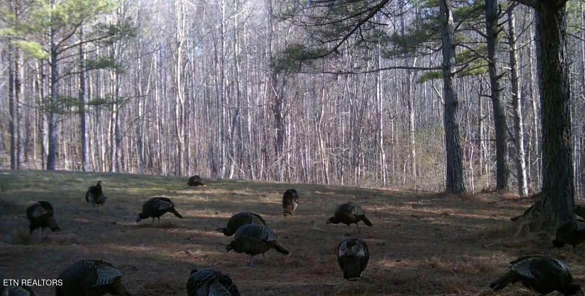 2421 Wasson Road Ten Mile, TN 37880 - Photo 23 of 25 att.75CyQzEq1f-LnPMarZIAA7SKRB8TqbHpBVdI