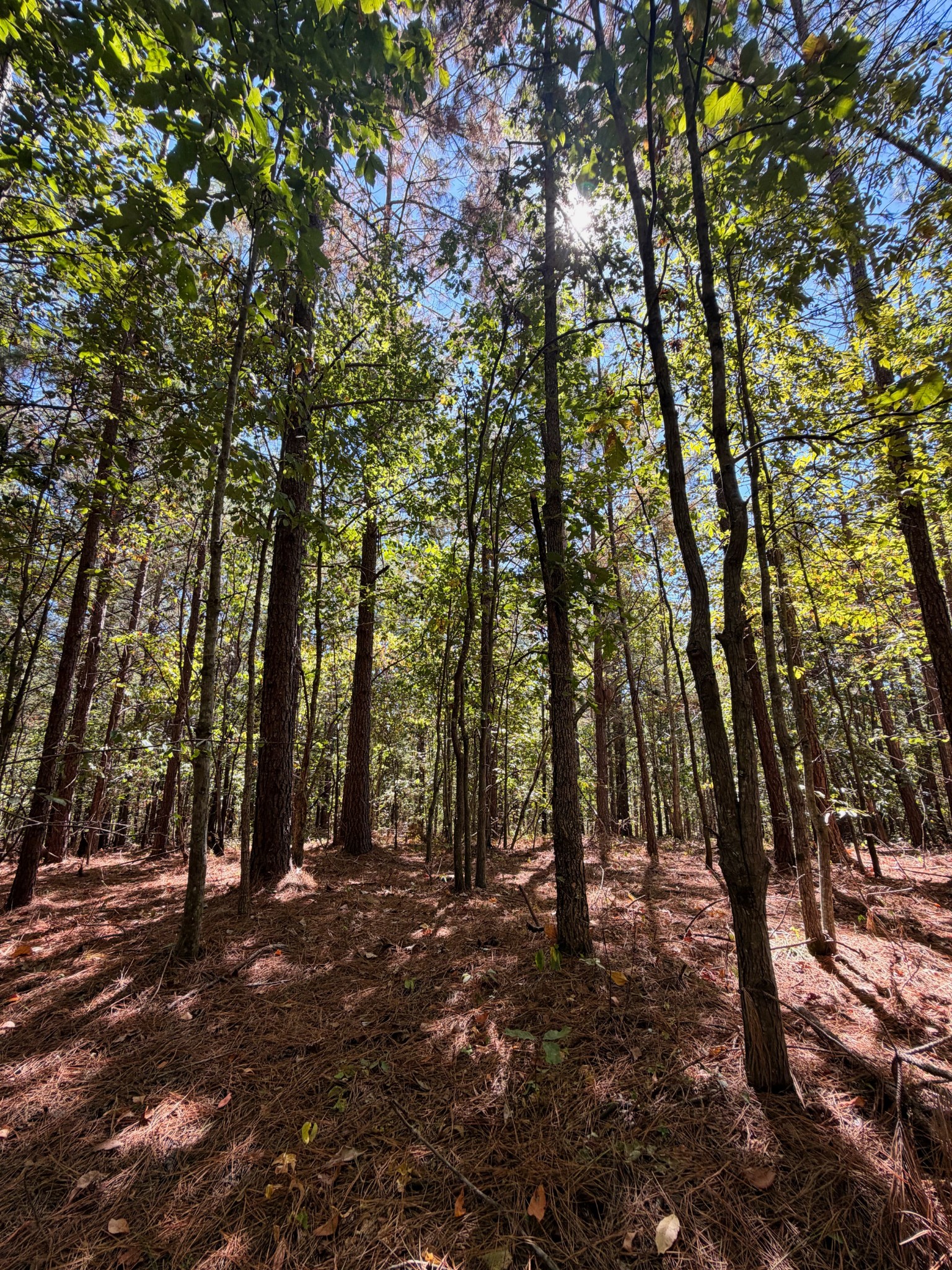 0 Coy Hill Road Savannah, TN 38372 - Photo 27 of 31 Gallery Image 27