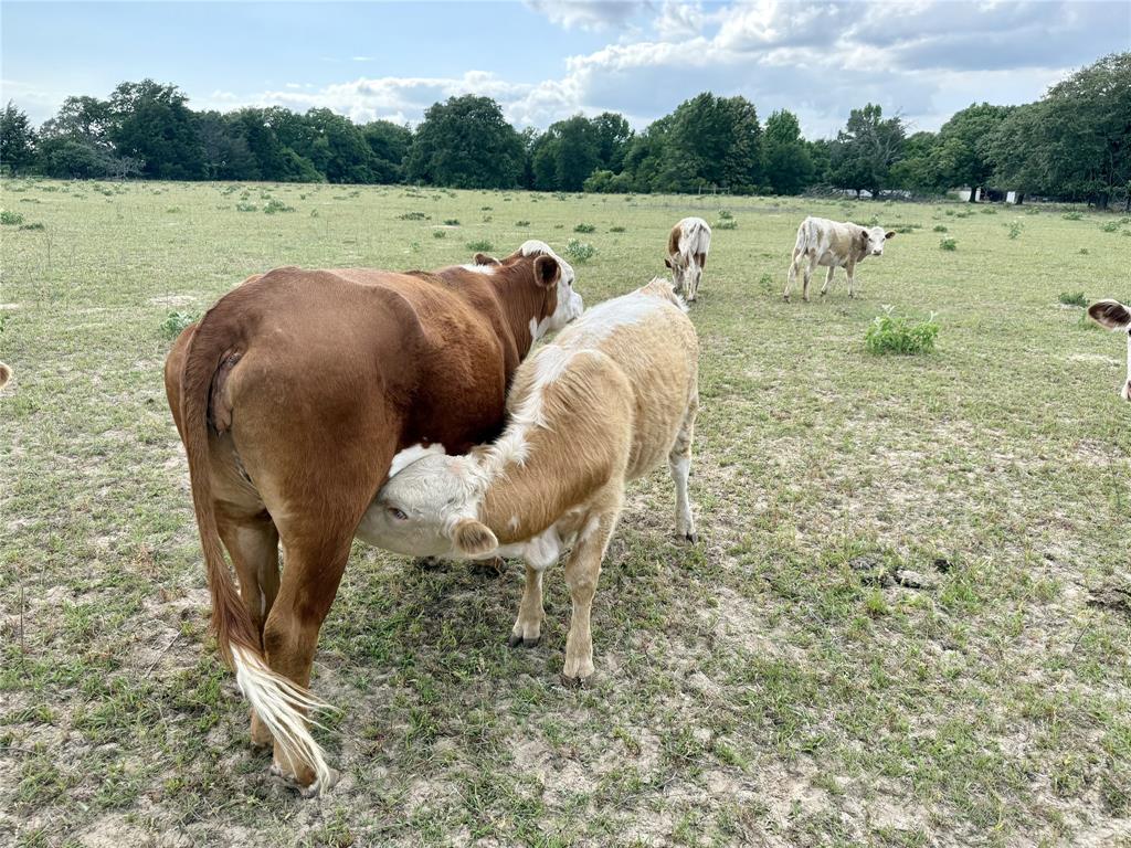 1211 VZ County Road Canton, TX 75103 - Photo 35 of 39