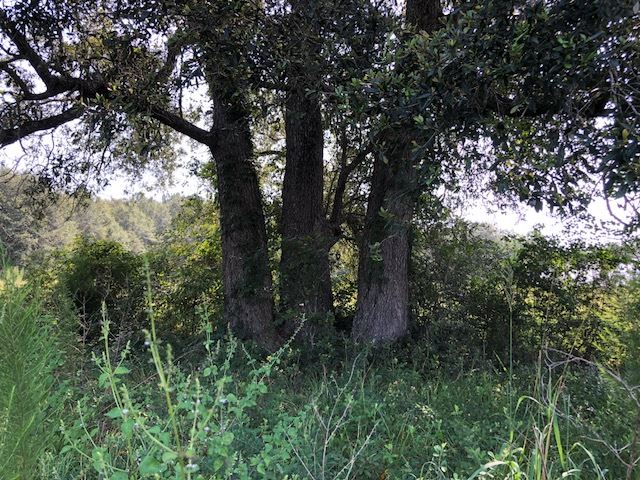 40-ac Cravey Bridge Road Opp, AL 36467 - Photo 15 of 17 Gallery Image 15