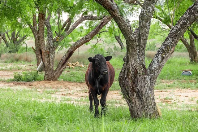 a view of a tree in a yard