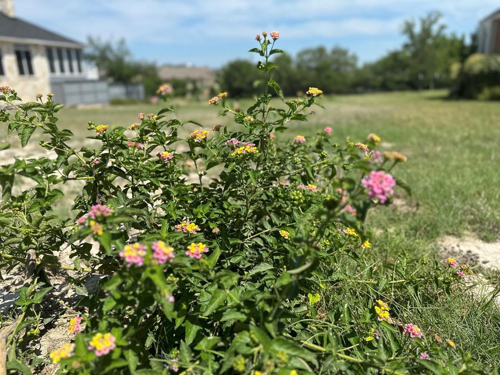 518 Winding Way Fredericksburg, TX 78624 - Photo 1 of 8 a picture of flowers