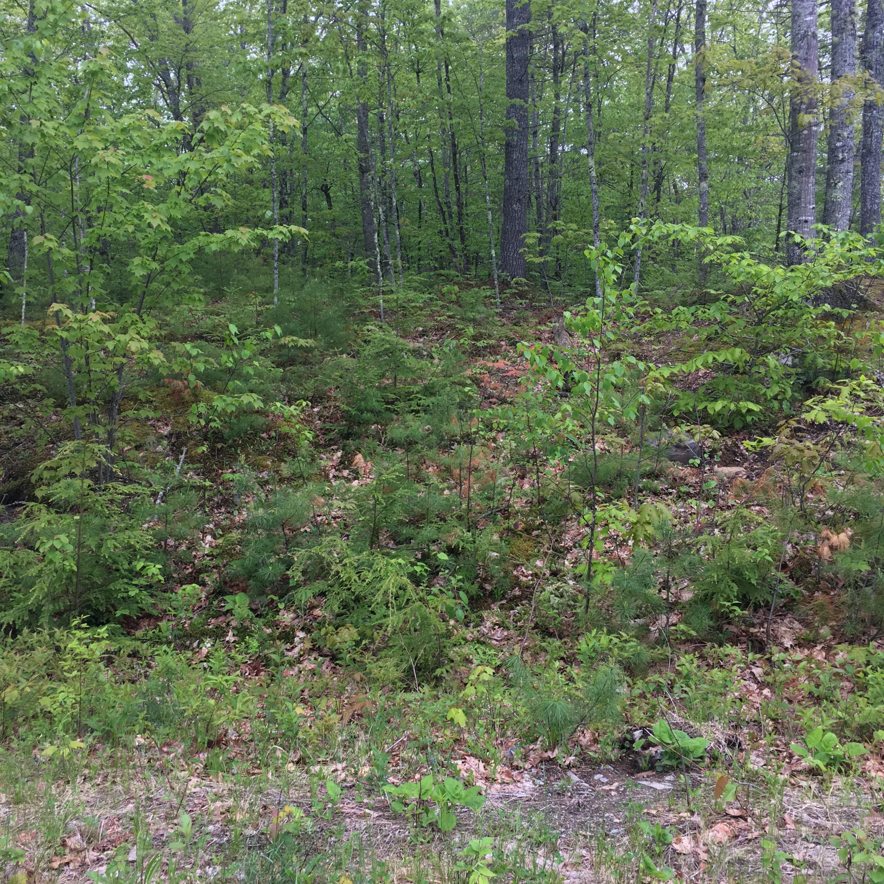 16 Mossy Rdg Road Belfast, ME 04915 - Photo 1 of 2 Lot View