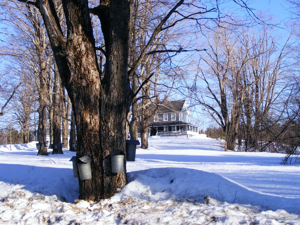 254 Flintstone Road Windsor, MA 01270 - Photo 19 of 20 maple trees