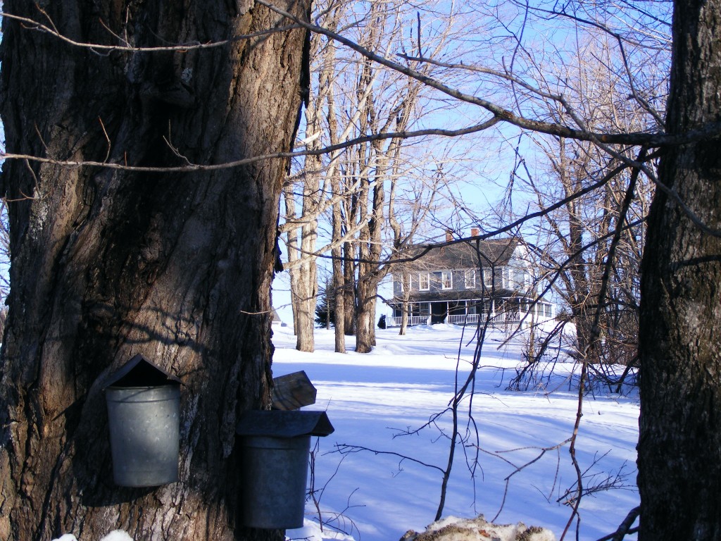 254 Flintstone Road Windsor, MA 01270 - Photo 20 of 20 maple syrup