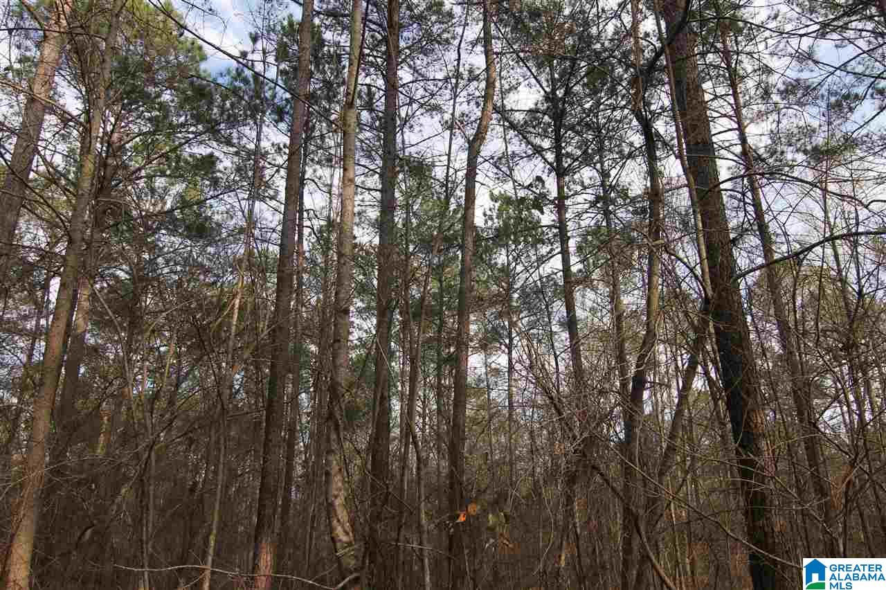 500 Lil Beaver Road, Unit 260 AC Daviston, AL 36256 - Photo 5 of 20
