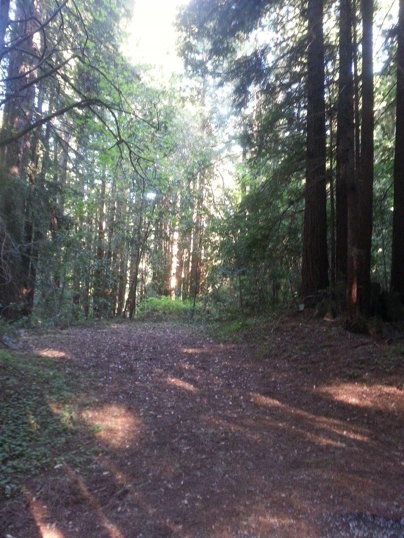 584 Hazel Dell Road Watsonville, CA 95076 - Photo 2 of 3 a view of a forest with trees