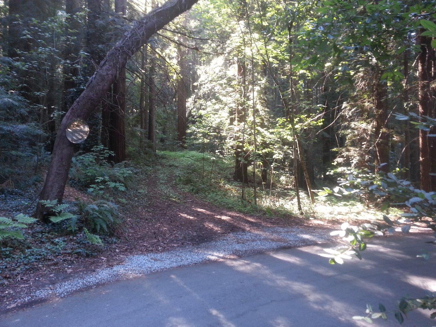 584 Hazel Dell Road Watsonville, CA 95076 - Photo 3 of 3 a view of outdoor space and trees